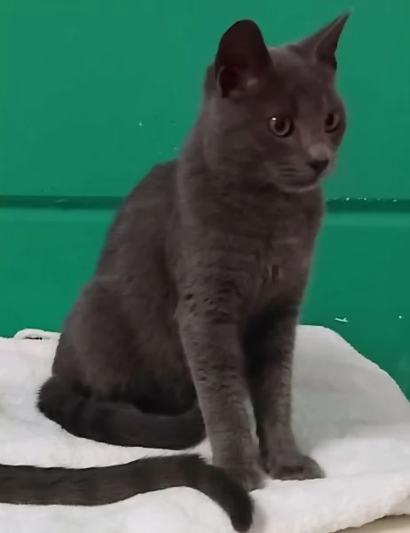 SIMIL CERTOSINI DI 5 MESI | Foto 0