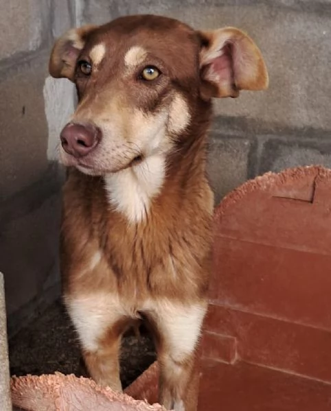 NUTELLA, 7 mesi | Foto 3