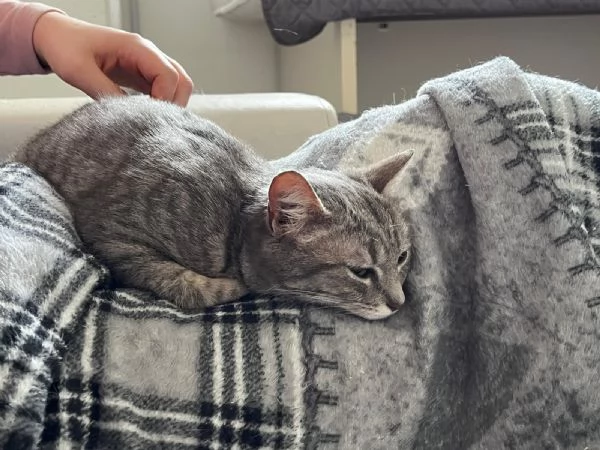 SISSY e MISTY, mamma e cucciola adottiva | Foto 14