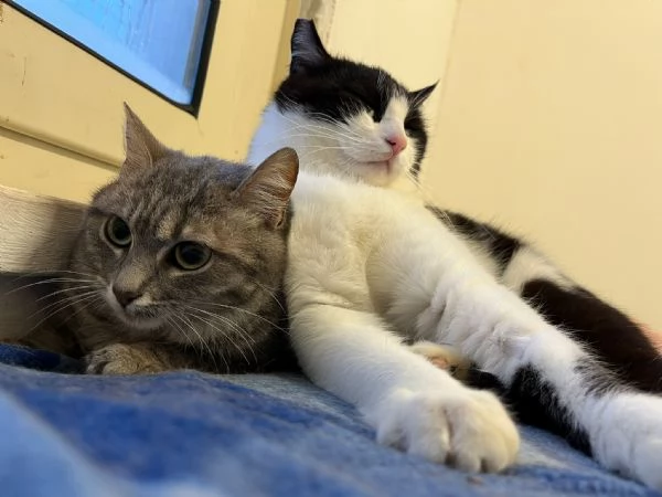 SISSY e MISTY, mamma e cucciola adottiva | Foto 13