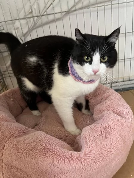 SISSI, giovane gattina super coccolona | Foto 6