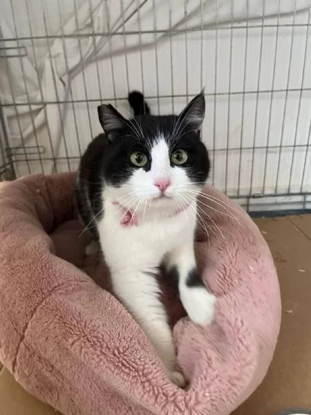 SISSI, giovane gattina super coccolona | Foto 5