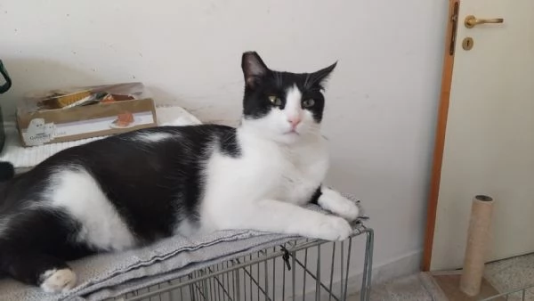SISSI, GIOVANE MICIA | Foto 17