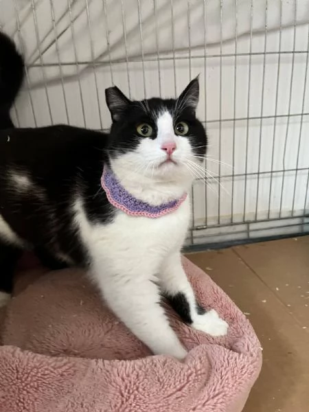 SISSI, giovane gattina super coccolona | Foto 4