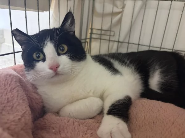 SISSI, giovane gattina super coccolona | Foto 3