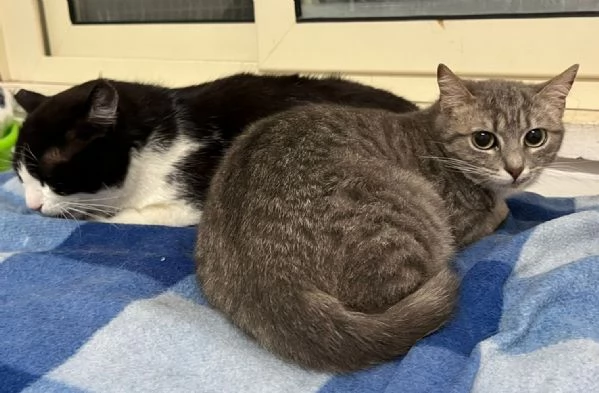 SISSY e MISTY, mamma e cucciola adottiva | Foto 8