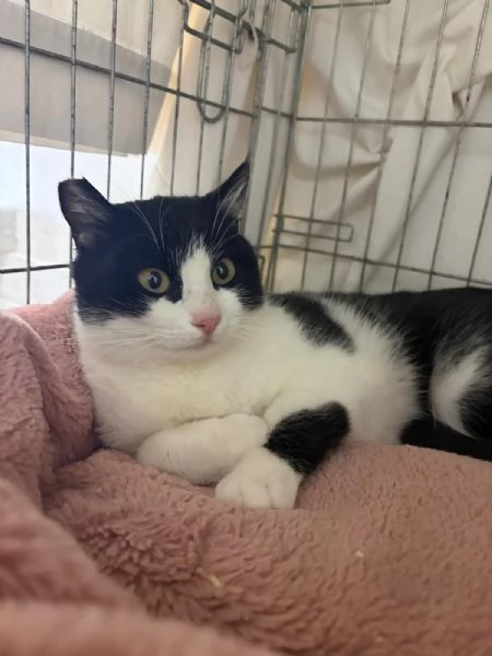 SISSI, giovane gattina super coccolona | Foto 2