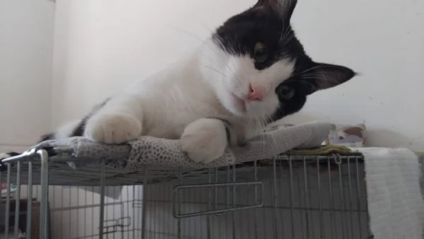 SISSI, GIOVANE MICIA | Foto 12