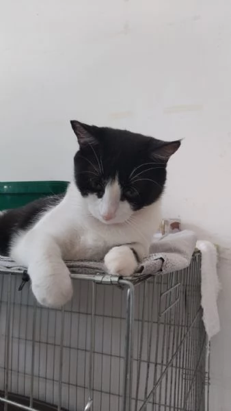 SISSI, GIOVANE MICIA | Foto 11