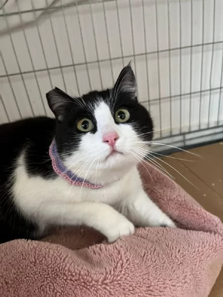 SISSI, giovane gattina super coccolona | Foto 0