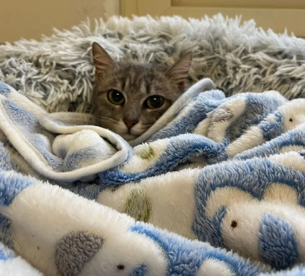 SISSY e MISTY, mamma e cucciola adottiva | Foto 3