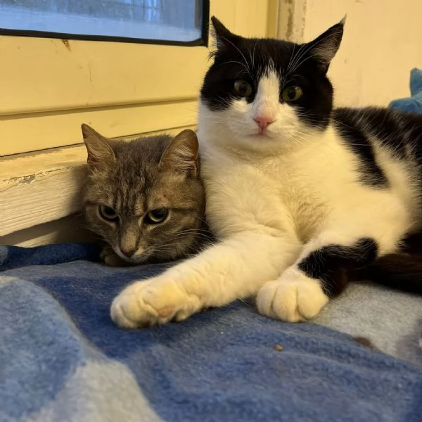 SISSY e MISTY, mamma e cucciola adottiva | Foto 2