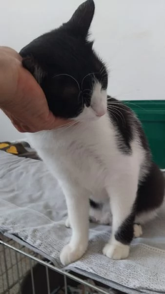 SISSI, GIOVANE MICIA | Foto 5