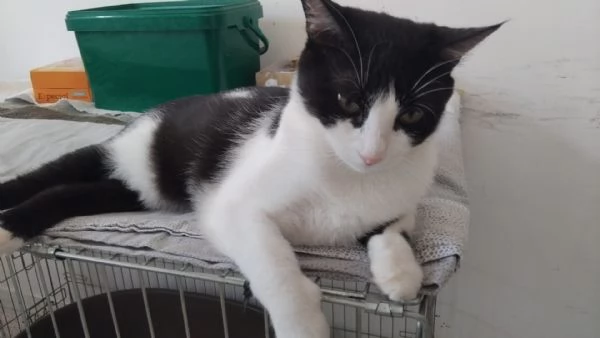 SISSI, GIOVANE MICIA | Foto 4
