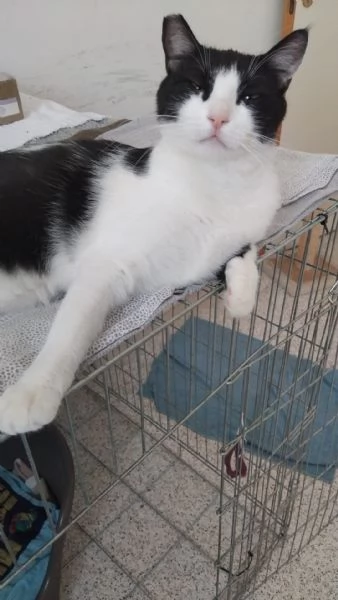 SISSI, GIOVANE MICIA