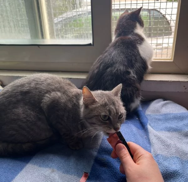 SISSY e MISTY, mamma e cucciola adottiva | Foto 1