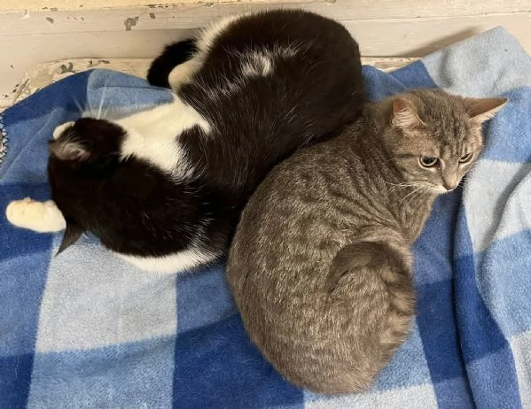 SISSY e MISTY, mamma e cucciola adottiva