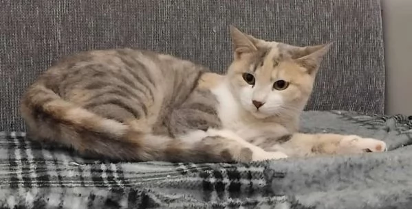 BONNIE, 6 mesi, dolce come il miele | Foto 5