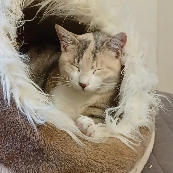 BONNIE, 6 mesi, dolce come il miele | Foto 2