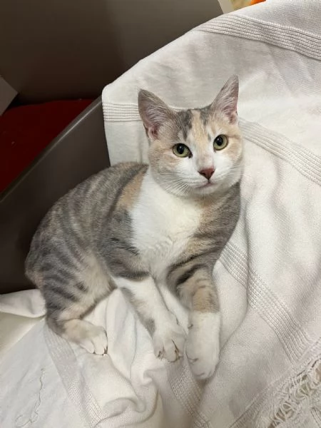 BONNIE, 6 mesi, dolce come il miele | Foto 1