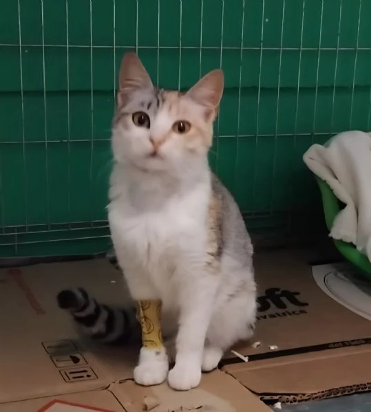 BONNIE, 6 mesi, dolce come il miele | Foto 0