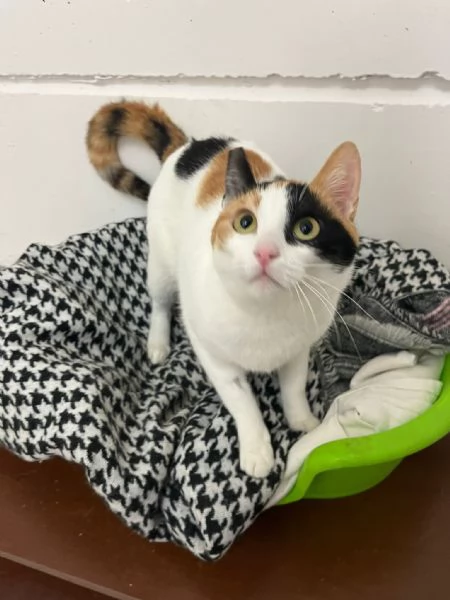 FATINA, tricolore di 6 mesi | Foto 6