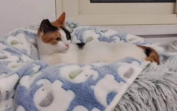 FATINA, tricolore di 6 mesi | Foto 5