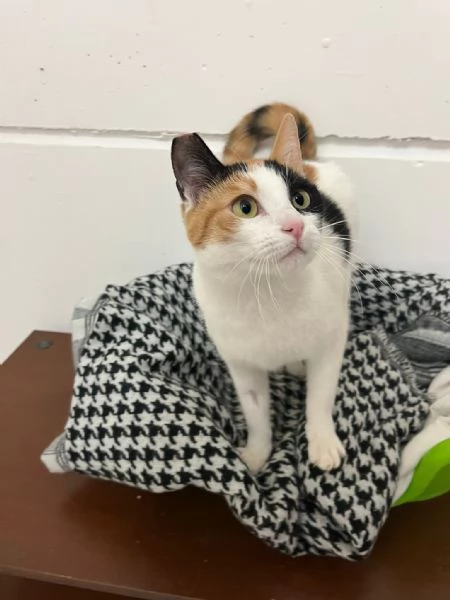 FATINA, tricolore di 6 mesi | Foto 4