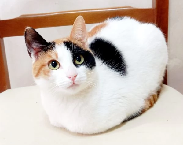 FATINA, tricolore di 6 mesi | Foto 1