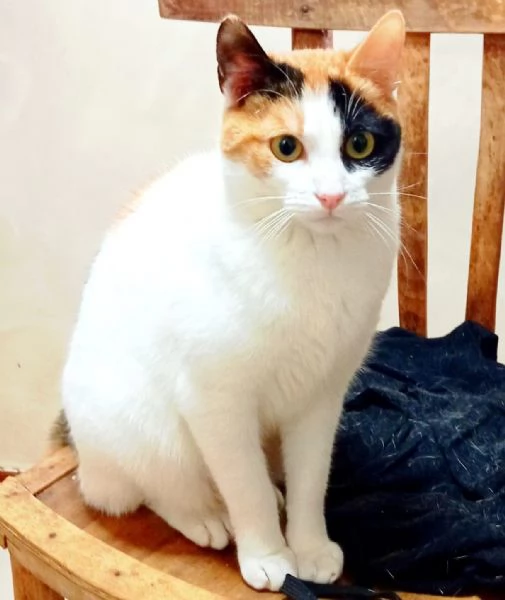 FATINA, tricolore di 6 mesi | Foto 0