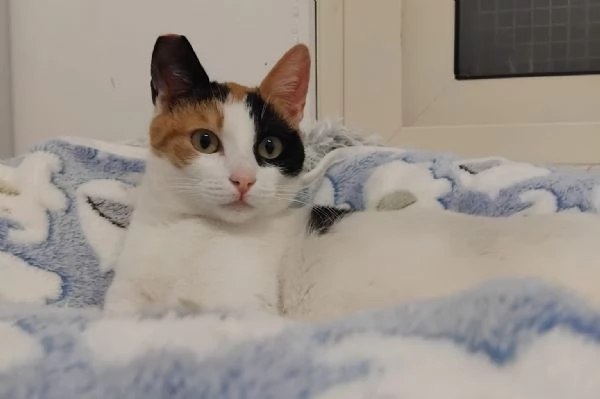 FATINA, tricolore di 6 mesi