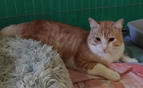 CAMILLO, micio adorabile, rosso e bianco