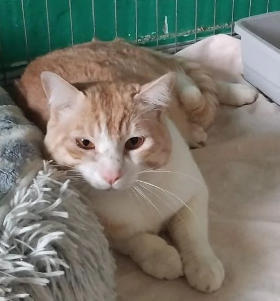 CAMILLO, micio adorabile, rosso e bianco | Foto 0