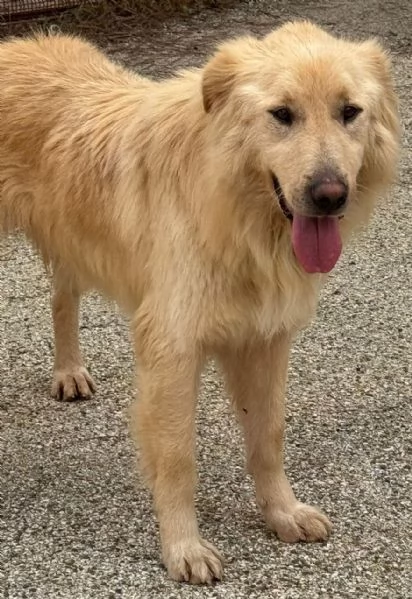 WHISKY e BIANCA, due cani bellissimi ma sfortunati | Foto 4