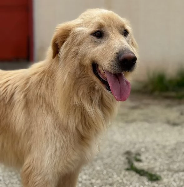 WHISKY e BIANCA, due cani bellissimi ma sfortunati | Foto 3