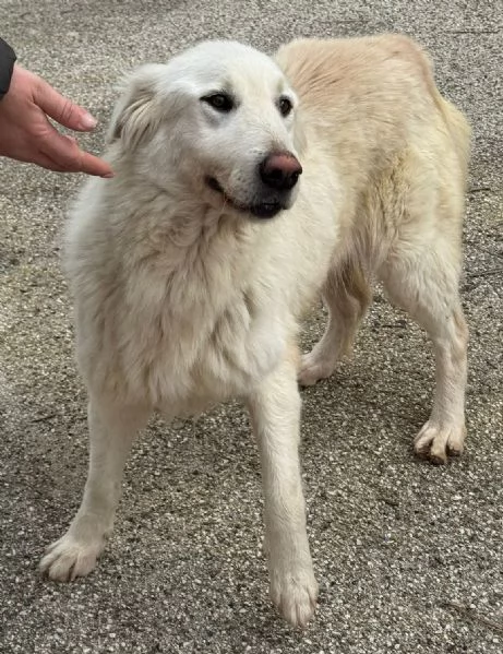 WHISKY e BIANCA, due cani bellissimi ma sfortunati | Foto 2