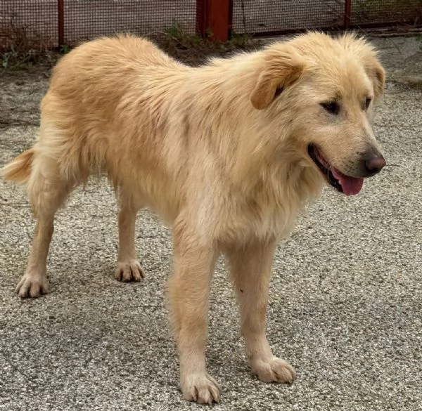 WHISKY e BIANCA, due cani bellissimi ma sfortunati | Foto 1