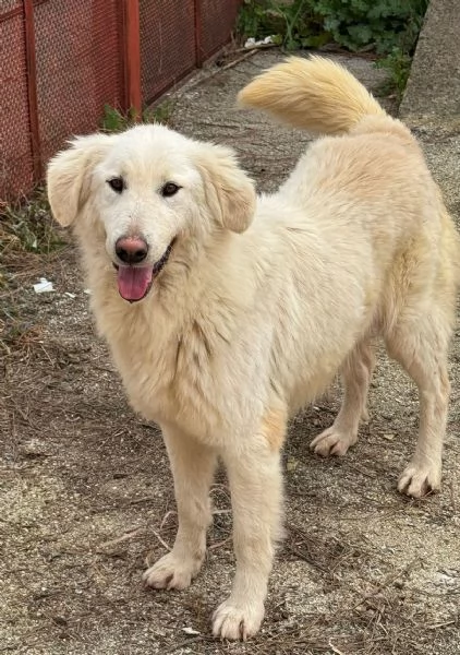 WHISKY e BIANCA, due cani bellissimi ma sfortunati