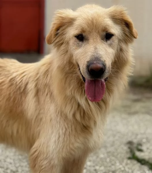 WHISKY e BIANCA, due cani bellissimi ma sfortunati | Foto 0