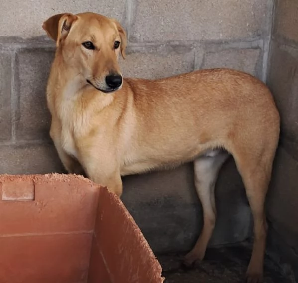 TEO, 8 mesi, dolcissimo | Foto 0