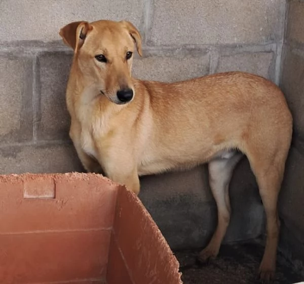 TEO, 8 mesi, dolcissimo