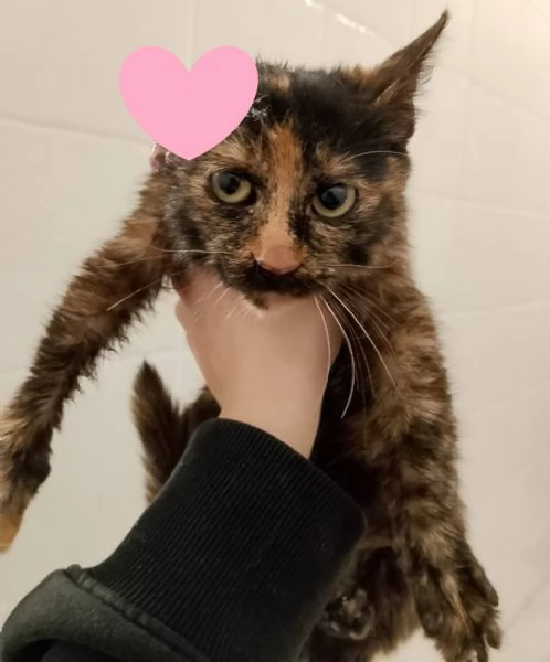 AMBRA, piccola e dolcissima, FELV POSITIVA | Foto 1