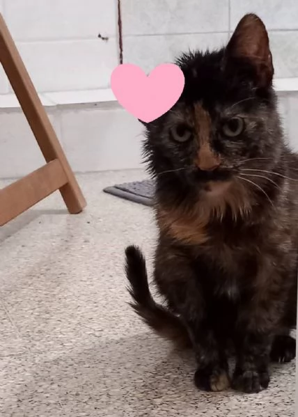 AMBRA, piccola e dolcissima, FELV POSITIVA | Foto 0