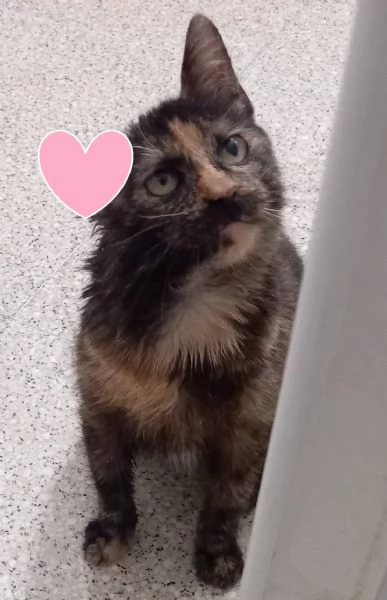 AMBRA, piccola e dolcissima, FELV POSITIVA