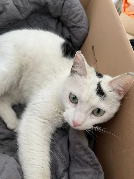 MINETTE, meravigliosa creatura | Foto 1