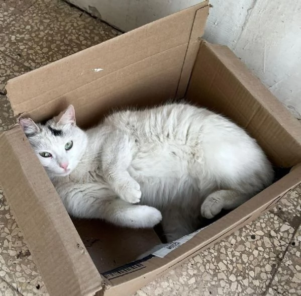 MINETTE, meravigliosa creatura | Foto 0