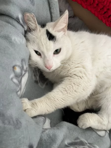MINETTE, meravigliosa creatura