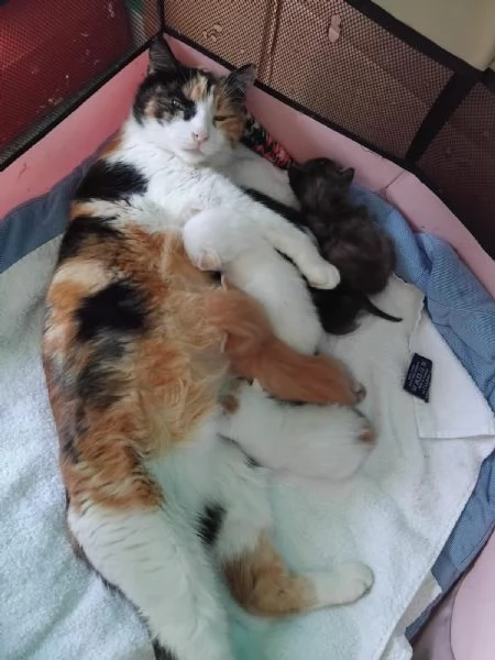 Gattini in adozione