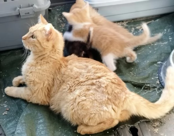 KIA, giovane mamma gatta | Foto 1