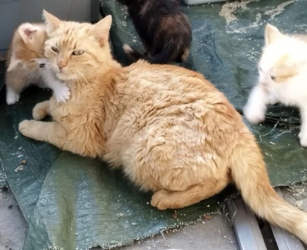 KIA, giovane mamma gatta